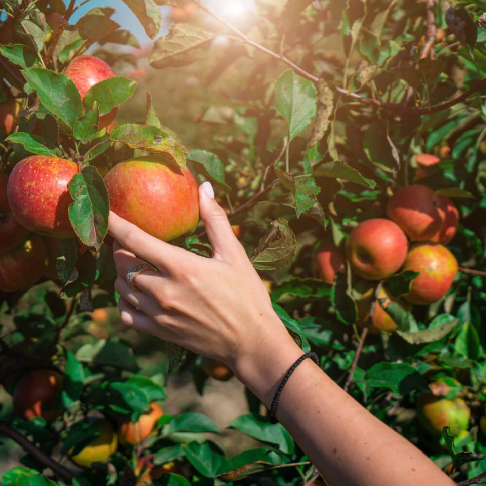 Mão colhendo frutas