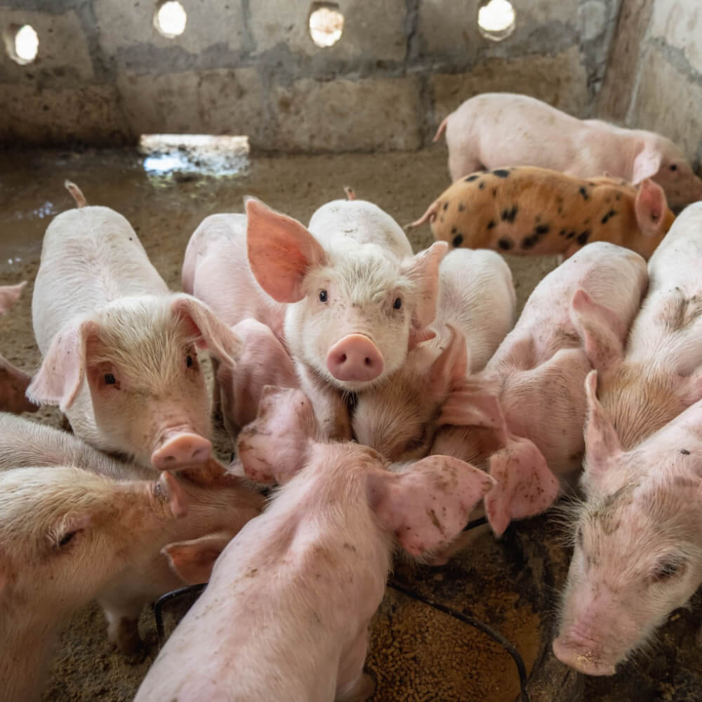 Porcos suinocultura com Fysi